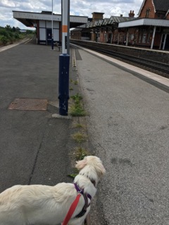 Freya at the station