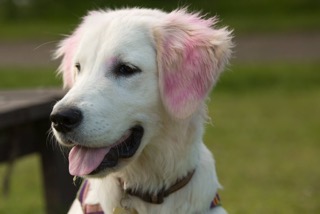pink-ears-freya